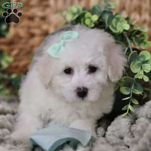 Gracie, Bichon Frise Puppy